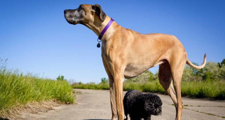 great dane guard dog