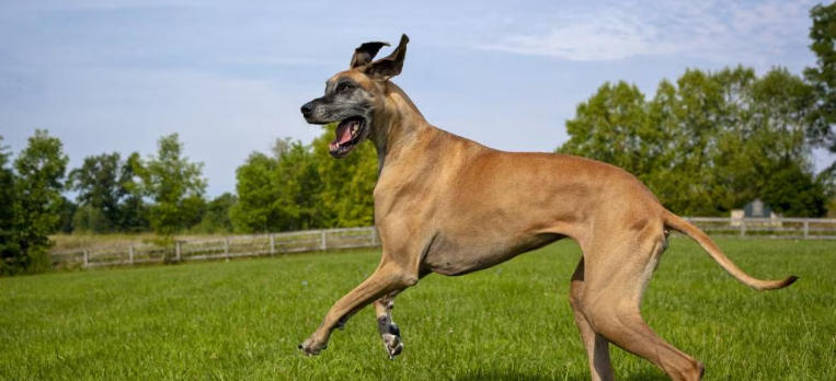 great dane heat