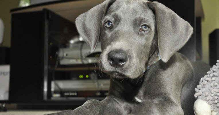 great dane grey puppy