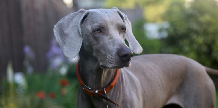 great dane small