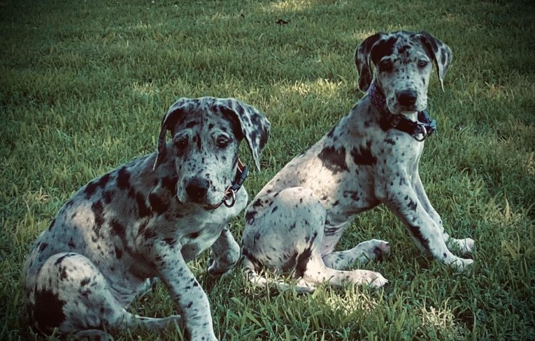 great dane harlequin price