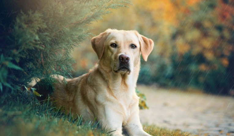 great dane harga