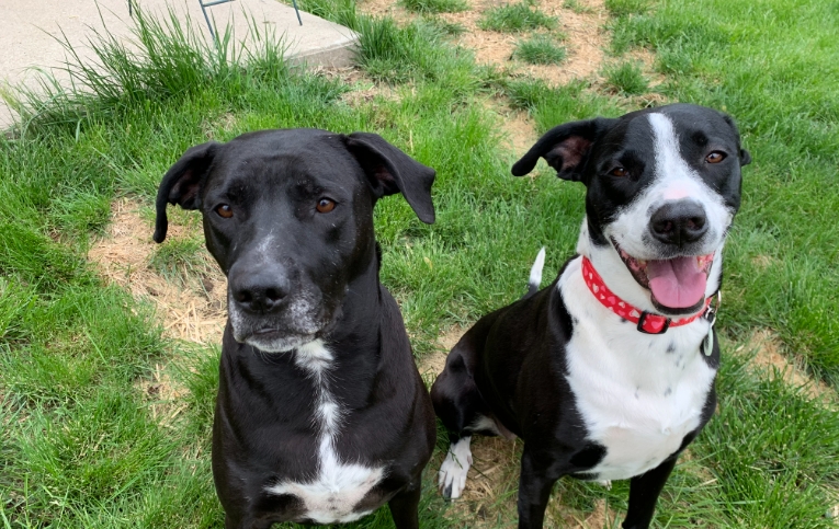 great dane gumtree