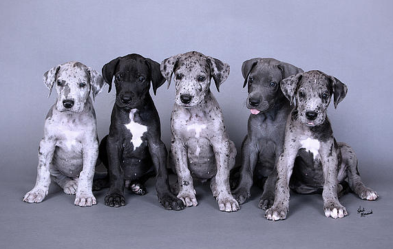 merle dane puppy