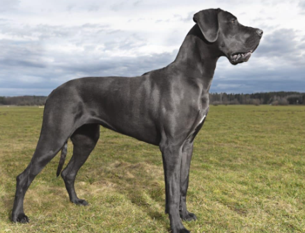 irish great dane