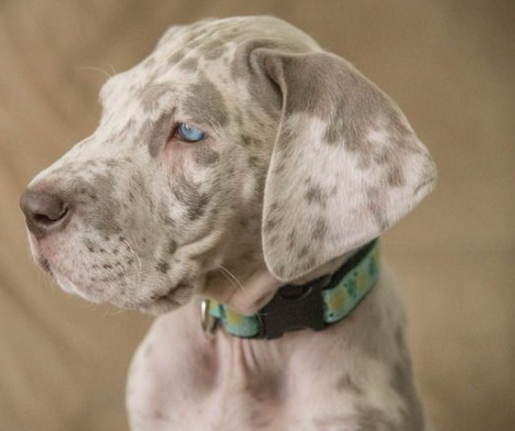 lilac dane