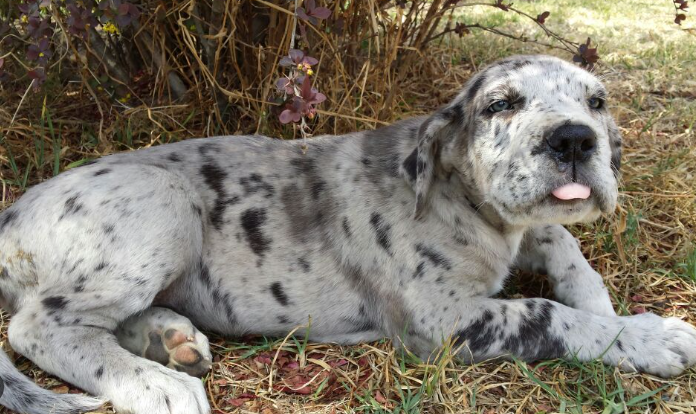 merle colored great dane