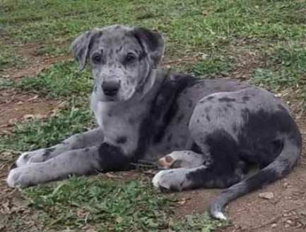 irish dane puppies