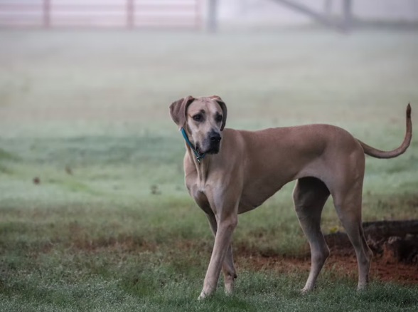 light brown great dane