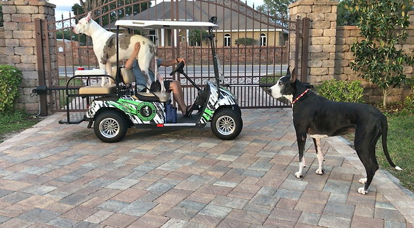 max and katie the great danes