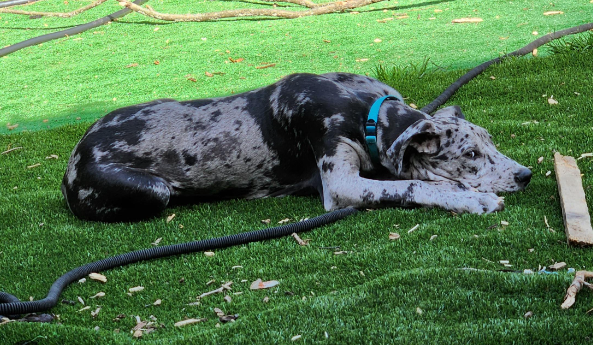 hose danes