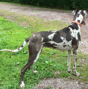 lewis great danes