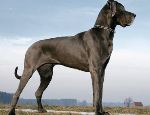gredan dog