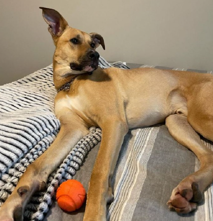great shepherd dane