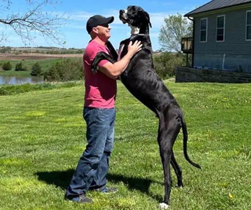 great dane largest dog in the world