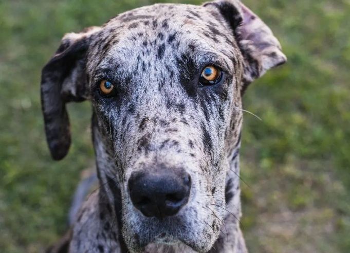 great dane pet