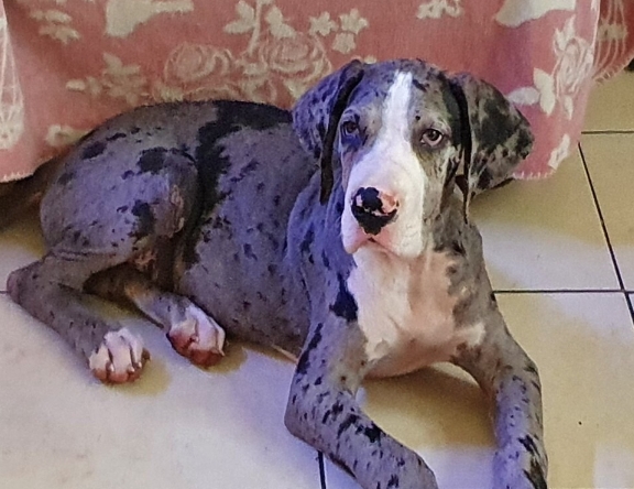 great dane puppies gumtree