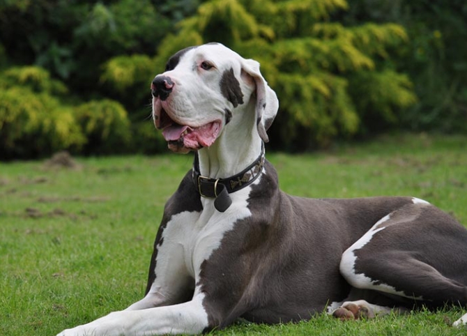 great dane shedding like crazy