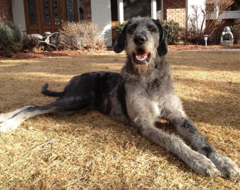 great dane x poodle