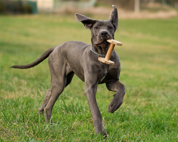 great dane hunting