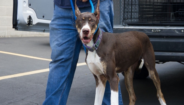 great dane lancaster