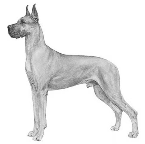 great dane pedigree