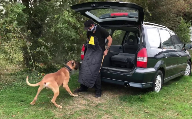 great dane protects owner