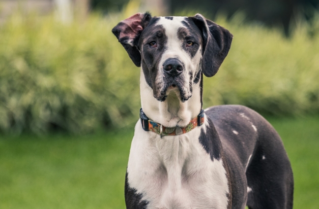great dane shedding