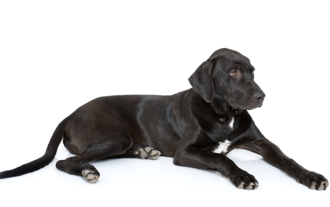 great dane x labrador