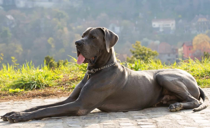 great dane huge