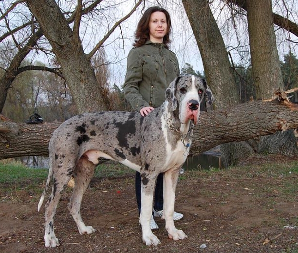 great dane lady