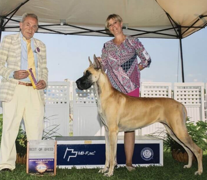 great dane owners