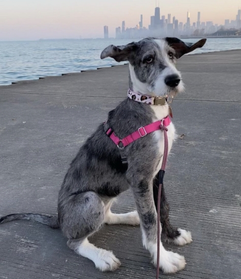 great dane poodle