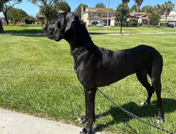 great dane reddit