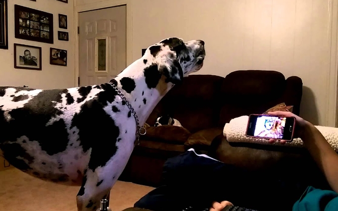 great dane howling