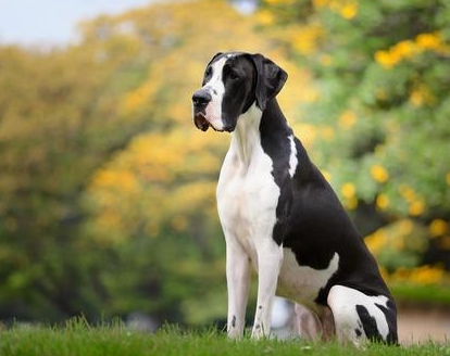 great dane sitting