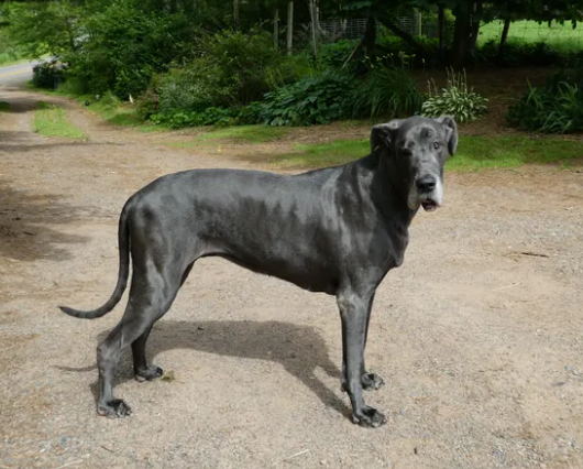 haltmeier great danes