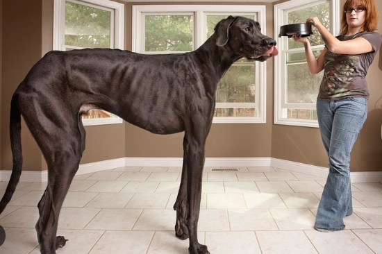 longest living great dane
