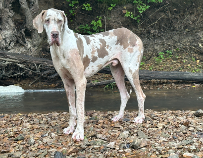 lilac harlequin great dane