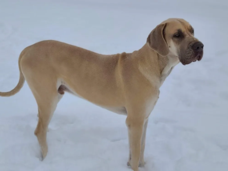 lilac fawn great dane