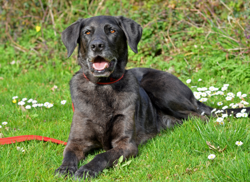 labradane
