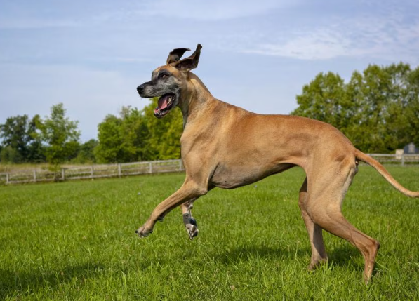 healthy great dane