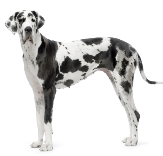 harley great dane