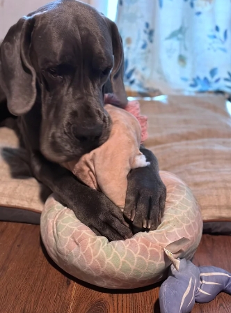 great dane squishmallow