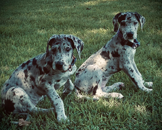 harlequin merle great dane