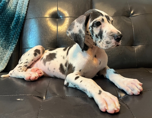 harlequin dane puppy