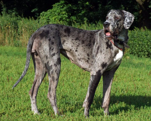 grey harlequin great dane