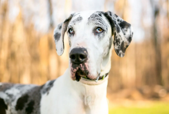 great danes hypoallergenic