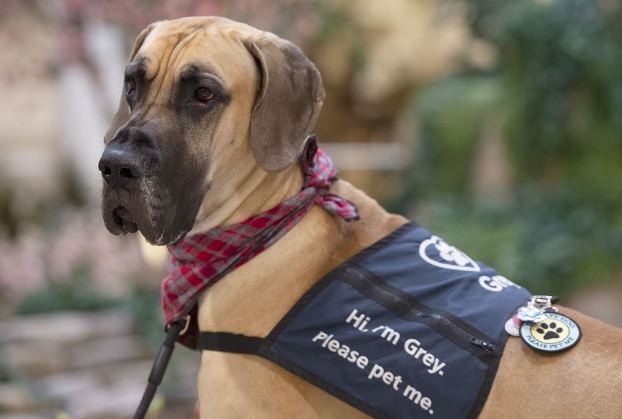 great dane therapy dog