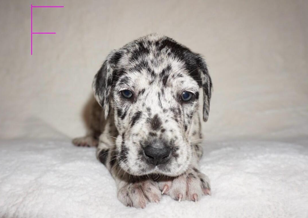 hoobly great dane